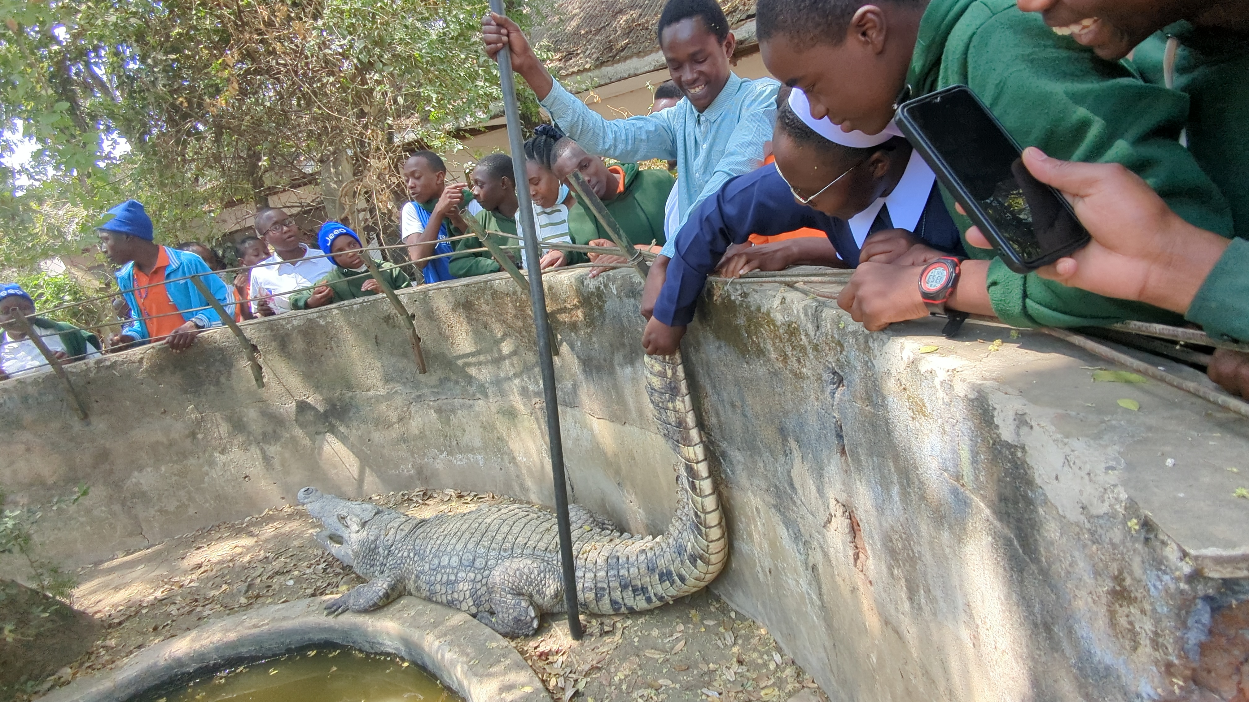 Male crocodile at Genesis Park